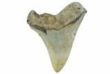 Serrated, Fossil Megalodon Tooth - North Carolina #236870-1